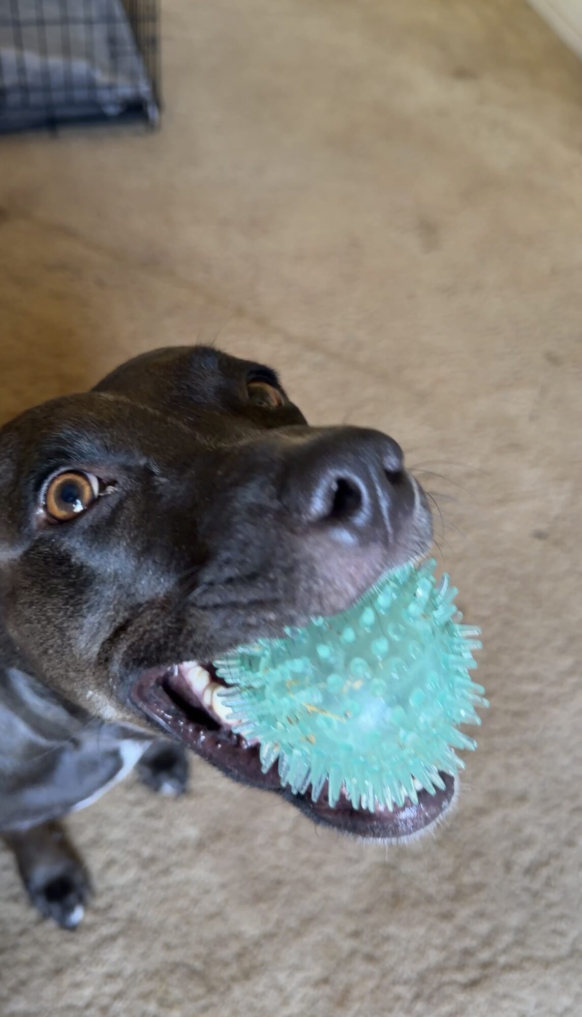 Dog holding a blue spiky ball in its mouth, looking up, on a beige floor, with a blue object in the background.