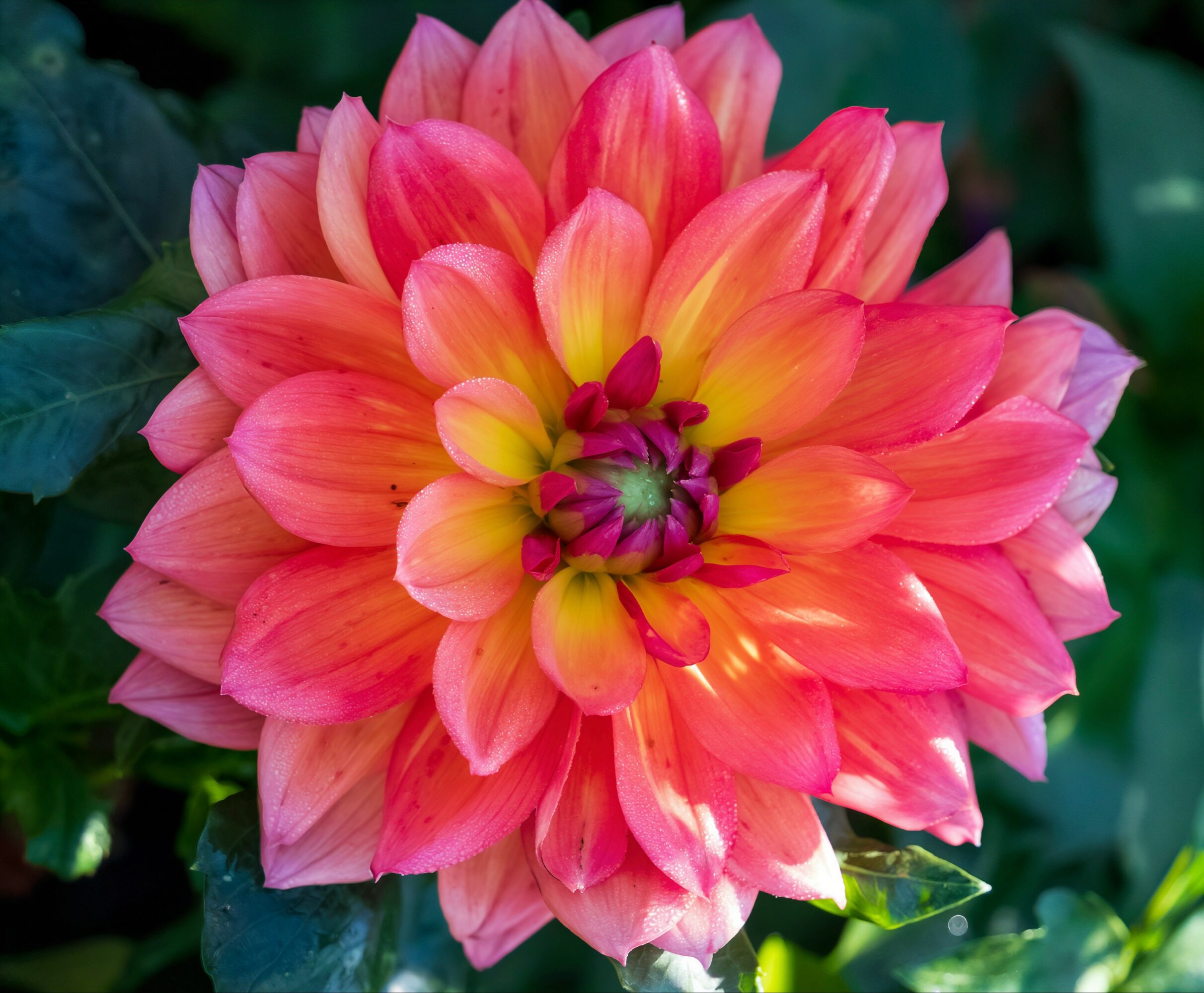 Pink and yellow dahlia flower with layered petals, surrounded by green leaves.